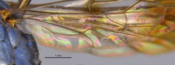 Media type: image;   Entomology 22689 Aspect: Wing hind